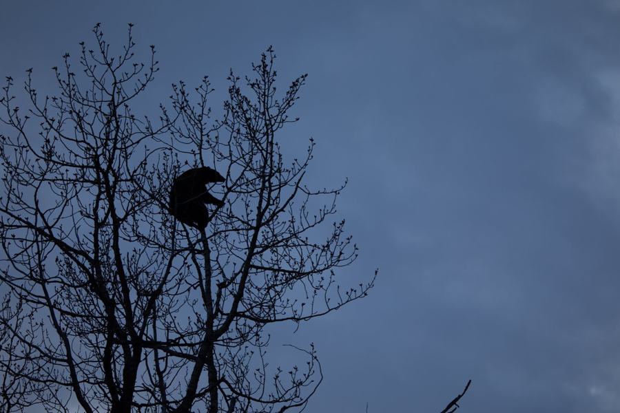 Black bear eating cottonwood buds