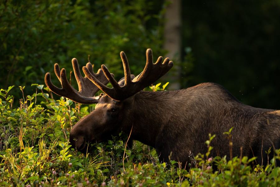Bull moose