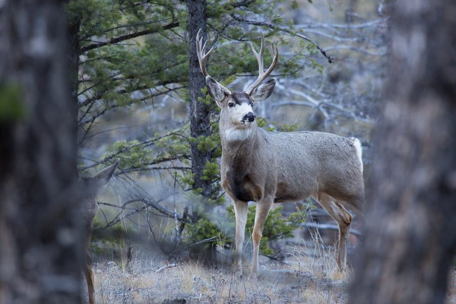 Mule deer buck